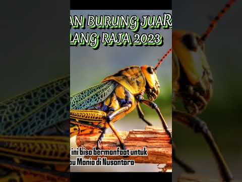 MASTERAN BELALANG EMAS GACOR PARAH SUARA JERNIH TANPA ADA SUARA BERISIK
