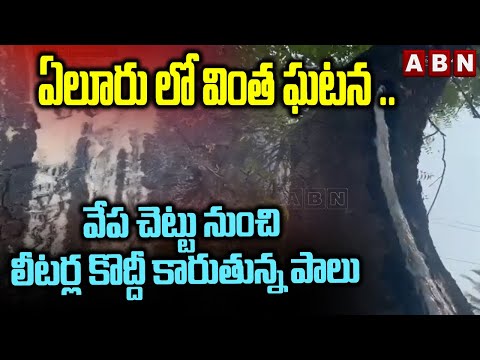 Viral Video :  వేప చెట్టు నుంచి లీటర్ల కొద్దీ కారుతున్న పాలు || Neem Tree Milk || ABN - ABNTELUGUTV