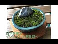 日本庭園をイメージした苔盆栽を作りました。I made a moss bonsai with the image of a Japanese garden.