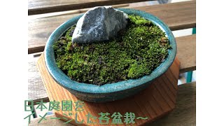 日本庭園をイメージした苔盆栽を作りました。I made a moss bonsai with the image of a Japanese garden.