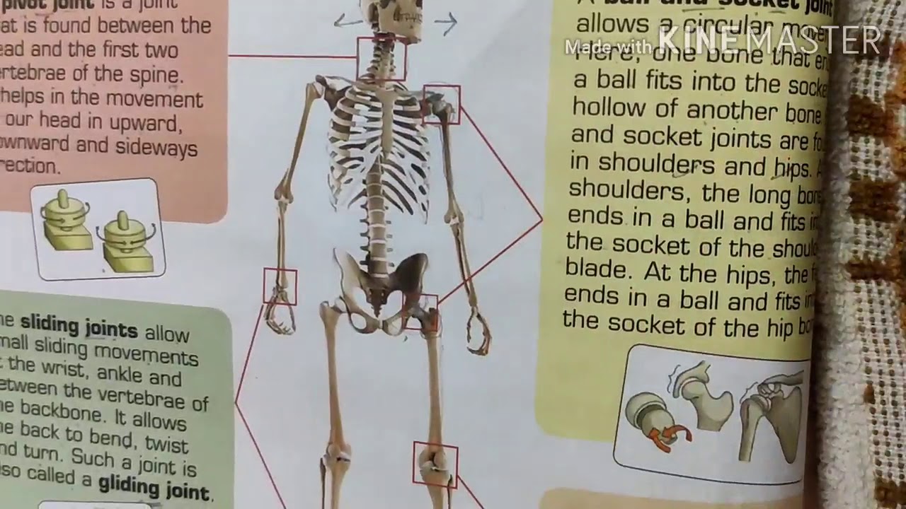 Grade 5 / Science / The Skeletal and Muscular Systems / July 20 - YouTube