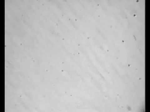 2D trapping of microspheres using acoustic tweezing ( acoustic tweezer )