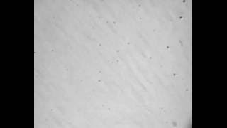 2D trapping of microspheres using acoustic tweezing ( acoustic tweezer )