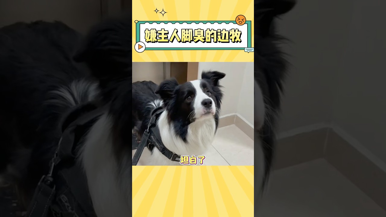 果然，狗是狗，边牧是边牧