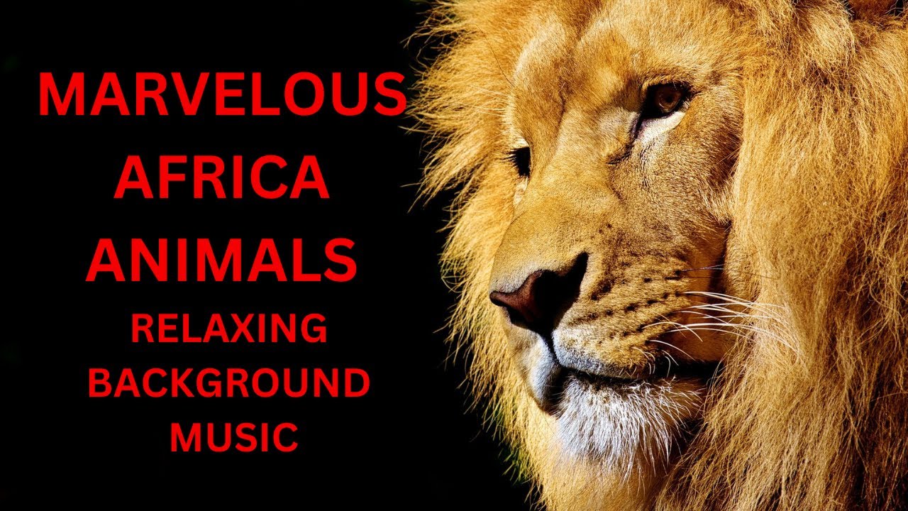 Safari Dreams: A Peaceful Escape into the World of African Wildlife