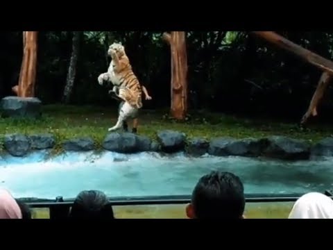 Atraksi Harimau di Taman Safari Prigen Pasuruan Jawa Timur