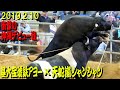 基大宝琥鉄アヨーx天蛇嵐シャンシャン 2019.2.10 【沖縄闘牛大会にて】