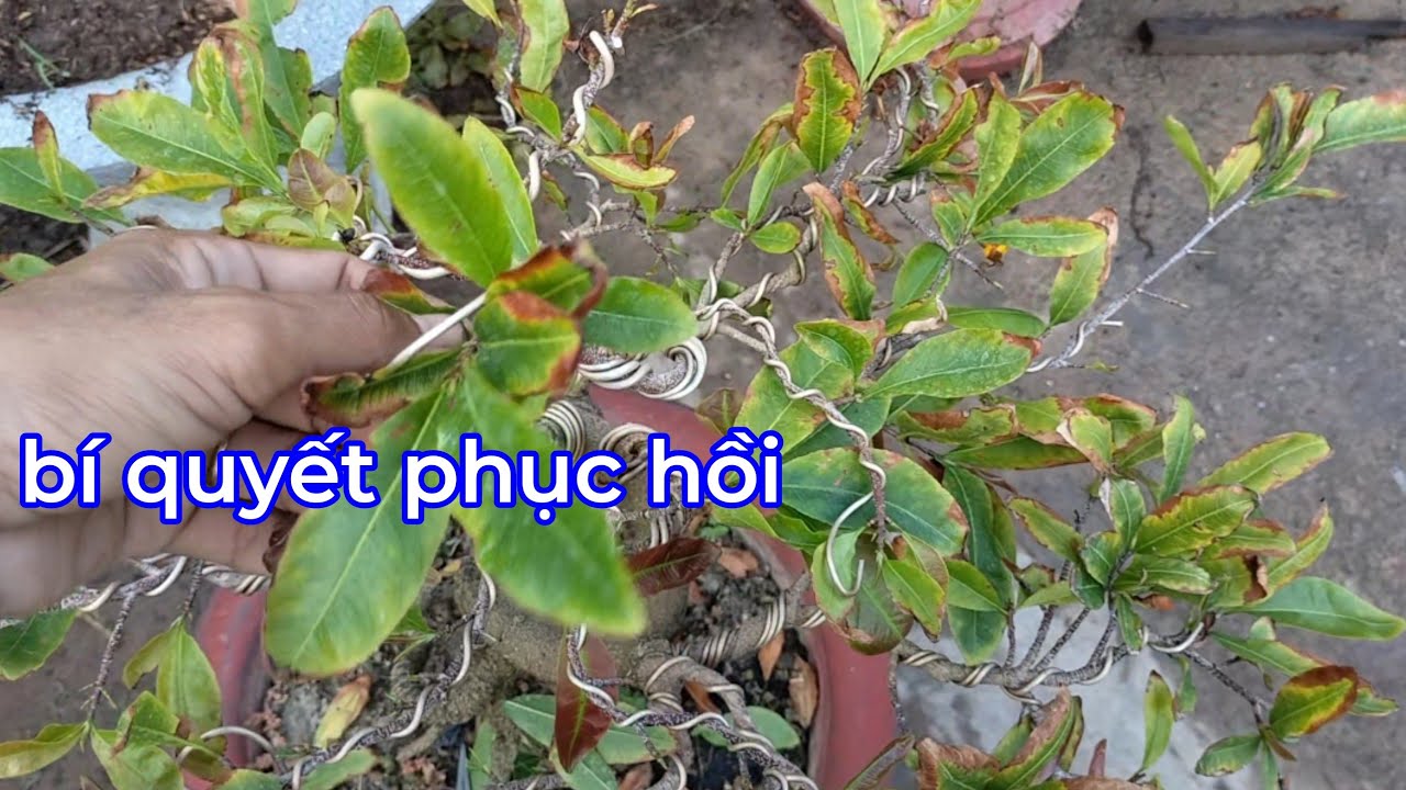 В чем причина ожога листьев у майского дерева и как его восстановить?