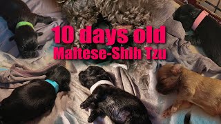 10 days old Maltese-Shih Tzu Puppies #malshi