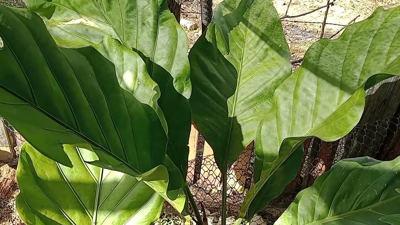 Conheça o Anthurium Hookeri