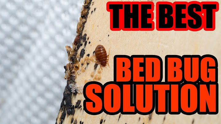 Heat treatment for bed bugs reviews năm 2024