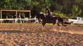 Louie first time schooling a hunter course