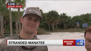 Manatee stranded on Bunche Beach