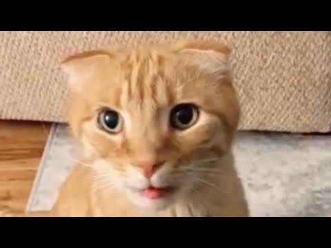 Video: Kaip katės parodo savo meilę?