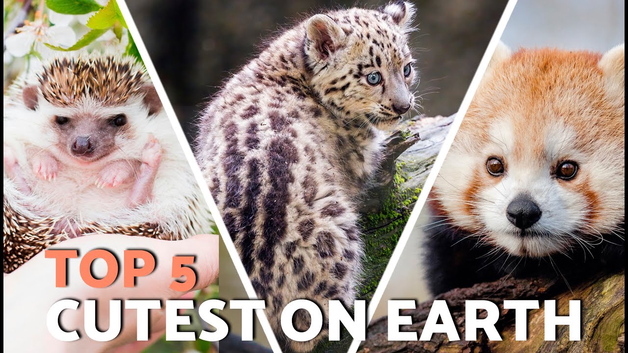Top 5 CUTEST and MOST BEAUTIFUL ANIMALS in the WORLD 😍🐻‍ ️ (You Won’t