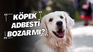Download Köpek Abdesti Bozar Mı ? / Köpek Olan Evde Namaz Kılınır Mı ? Video MP3 Köpek Abdesti Bozar Mı ? / Köpek Olan Evde Namaz Kılınır Mı ?