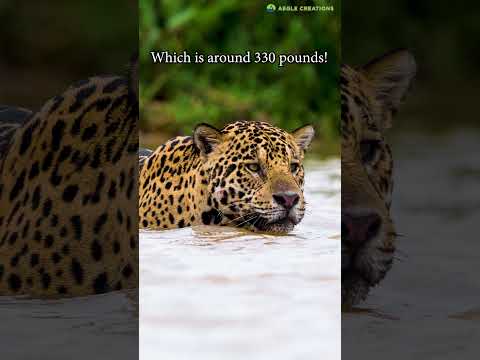 Largest Jaguar Ever