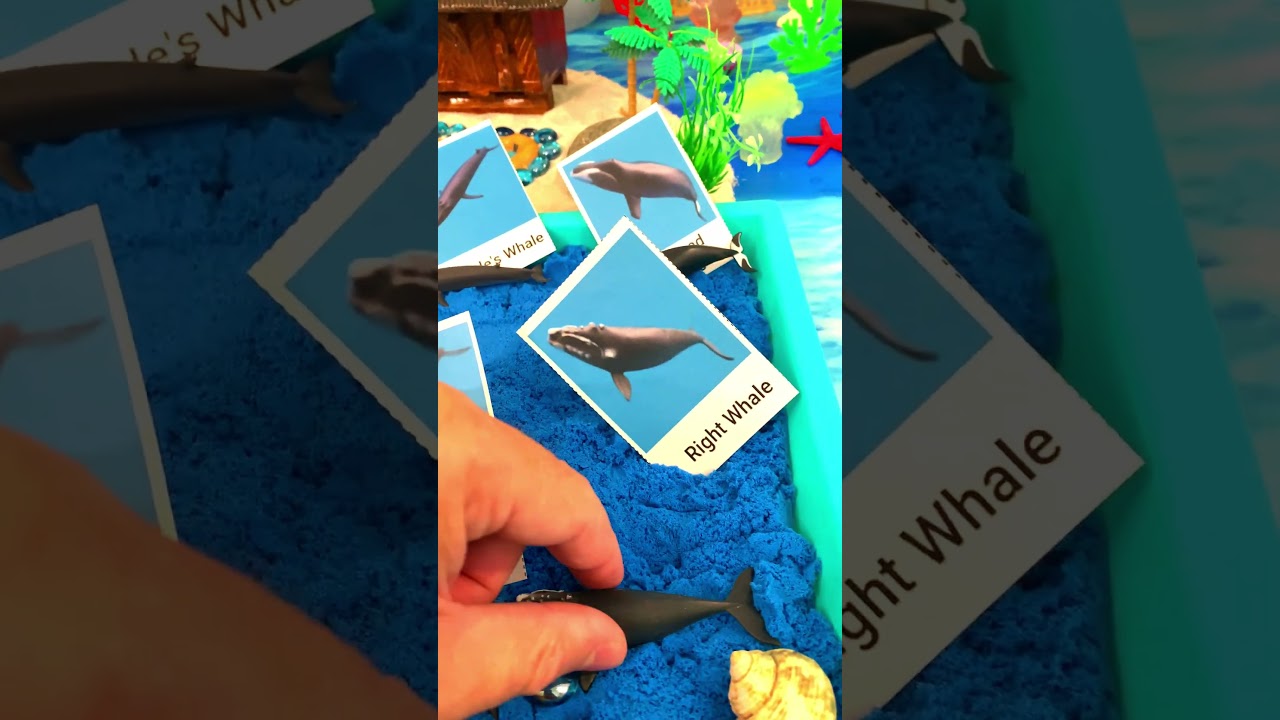 Whale Toys For Kids 