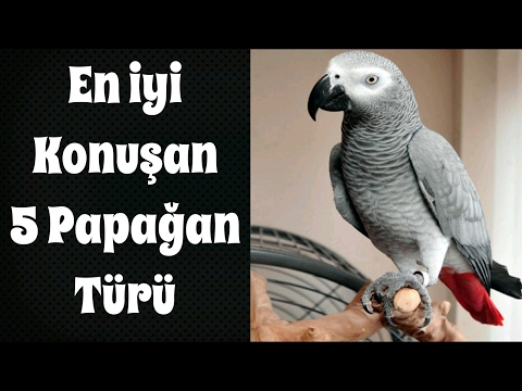 Video: Hangi Papağan Daha Iyi Konuşur