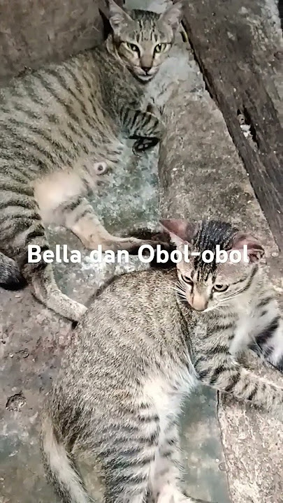 Kemiripan yang haqiqi Bella dan Obol-obol #cat#kucing#bella#kucinglucu#catlovers