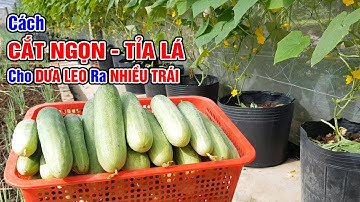 Cách cắt ngọn tỉa lá cho dưa leo ra nhiều trái