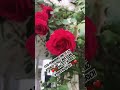 Rosas rojas ❤️😍 #vlog #suiza #valenzurich #rosas