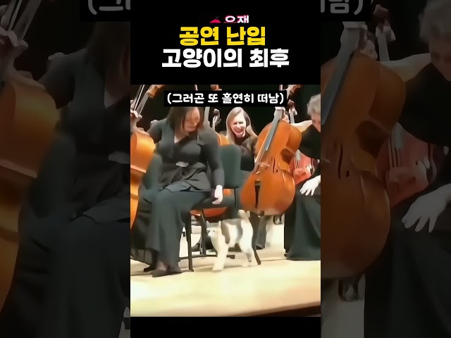 공연 난입 고양이의 최후