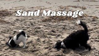 A Puppy Had His Best Beach Day by Cosmo the Mini Sheepadoodle 1,163 views 1 year ago 1 minute, 49 seconds