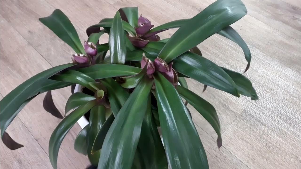 Рео, традесканция покрывальчатая, ладья Моисея. - YouTube