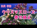 クリスマスローズ氷の薔薇でシックなゴージャス寄せ植え　　#プランツギャザリング