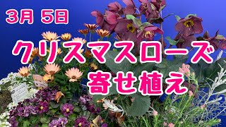 クリスマスローズ氷の薔薇でシックなゴージャス寄せ植え　　#プランツギャザリング
