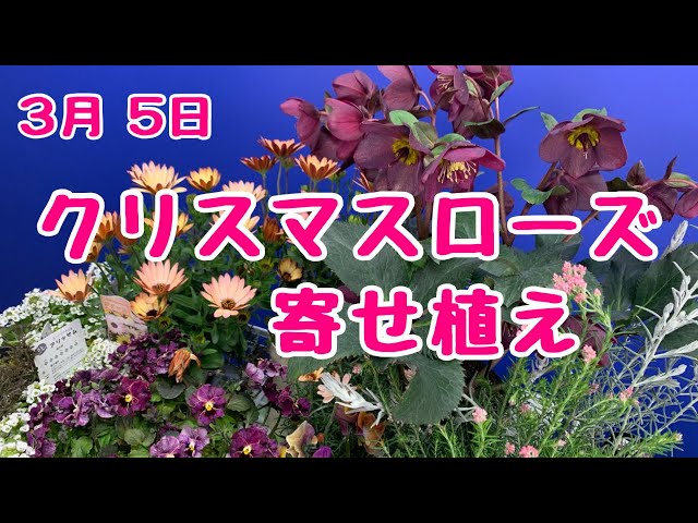 【最終お値下】クリスマスローズのシックな寄せ植え sddefault.jpg?v=62235dbc