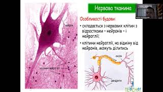 картинка: Тканини організму людини