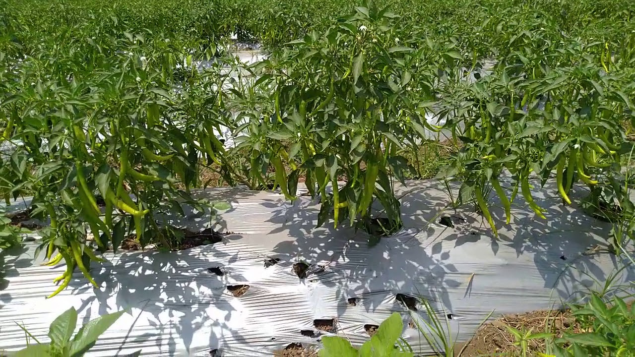 Balram chilli /मिरची लागवड / chilli farming / chilli plot /मीर्च की ...