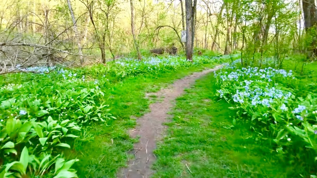 4K Ambient Spring Wildflowers Forest Walk, Virginia Bluebells Virtual Nature Tour PART 2 [ASMR]