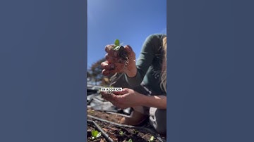 Soil blocked seedlings are the easiest and most fun to plant! #flowergarden #garden #soilblocking