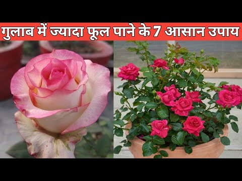 वीडियो: गुलाब: बगीचे की रानी के लिए एक उपयुक्त प्रतिवेश