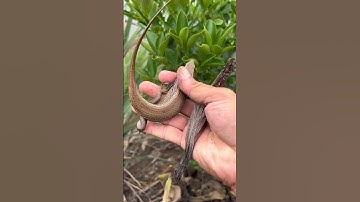 Bắt rắn mối bằng tay không