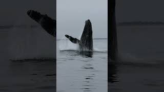 Captivating Moment: Humpback Whale Jumping Out Of Water