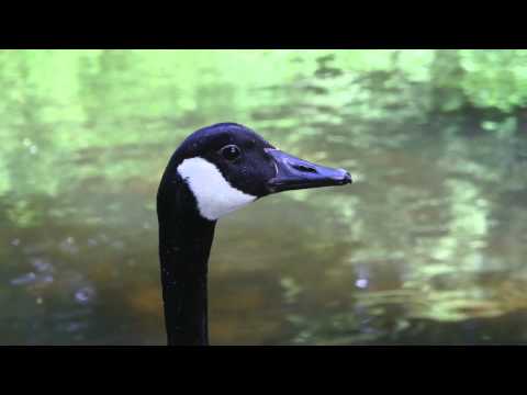 New Geese on