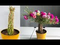Moss rose Gardening Idea #4 - Tree Shape in flower pot | Smart ideas to grow Portulaca grandiflora