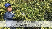 夏みかんの剪定方法を解説します Pruning Of Summer Oranges Youtube