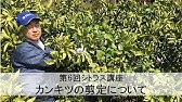 夏みかんの剪定方法を解説します Pruning Of Summer Oranges Youtube 夏みかんの剪定方法を解説します Pruning Of Summer Oranges Youtube