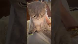 Random Cat Facts That Will Make You Laugh