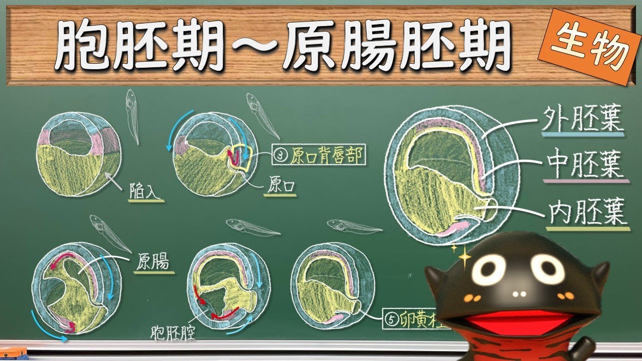 胞胚期~原腸胚期でおこるイベント(カエルの発生3)【138生物】 - YouTube