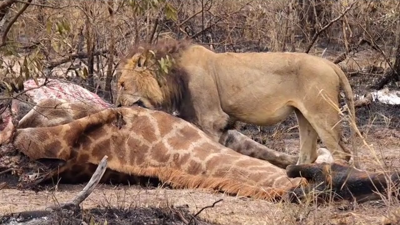 mohawk-on-a-giraffe-kill-with-black-dam-male-nkuhuma-lionesses-20