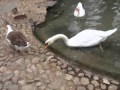 Hablando con los patos del parque de Elche asdkjdjfg