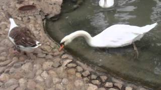 Hablando con los patos del parque de Elche asdkjdjfg