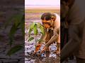 The Monkey Who Saved a Mango Tree😢🐒 | #shorts #viral #monkey #Monkey story #aivideo #hindistories