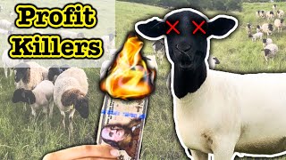 HOW TO LOSE YOUR MONEY SHEEP FARMING \/\/ For Beginners | Dorper Sheep | Micro Ranching for Profit